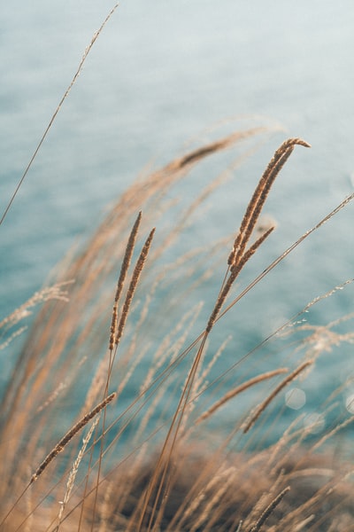 小麦植株